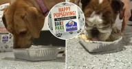 'Pupsgiving': Local shelter dogs get special Thanksgiving meals