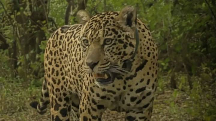 Buscan a la yaguareté Acaí: ofrecen una recompensa récord de $250 millones