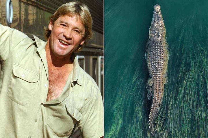 Crocodile Brought to Steve Irwin’s Australia Zoo, Upsetting Indigenous and Conservation Groups