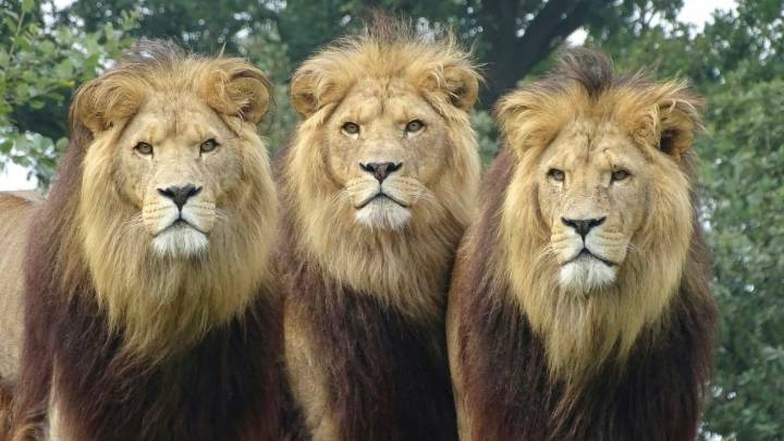 Cómo fue que tres leones se convirtieron en héroes y salvaron a una niña secuestrada