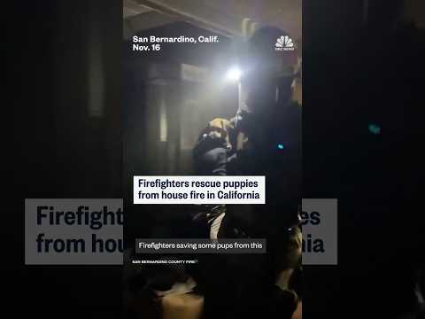 Firefighters rescue puppies from house fire in California