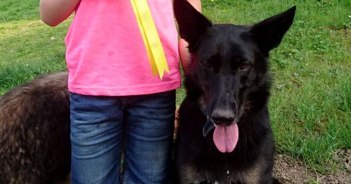 Seething Steve slams Amazon after white van man courier runs over Molly the dog