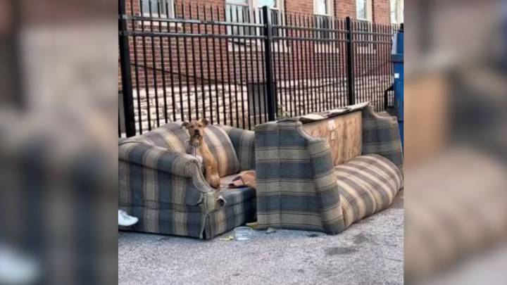 Missouri Puppy With Heartbreaking Eyes Found Tied To A Fence, Begging For A Chance