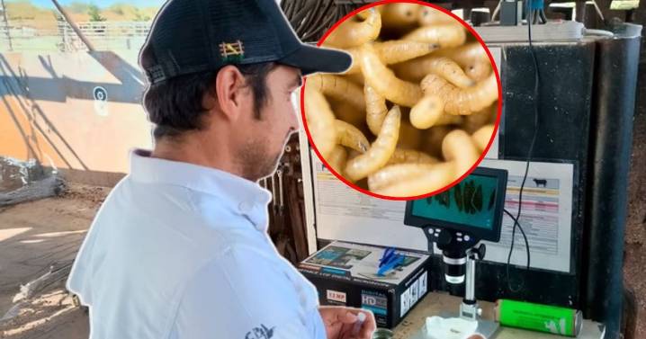 Detectan primer caso de gusano barrenador en el estado de Jalisco; autoridades aseguran que fue contenido a tiempo