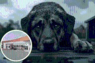 Denuncian envenenamiento de perros en Paseos de la Plata, Pachuca