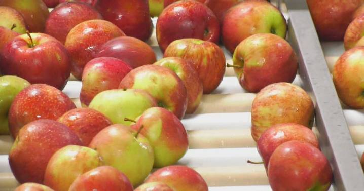 Italy: Fruit detective racing to save obscure varieties