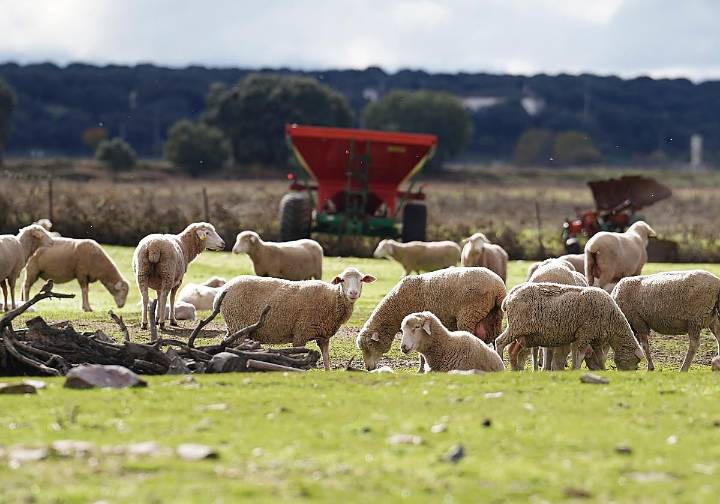 Once casos de lengua azul en Salamanca y un malestar: «Puedes tener dos fincas y una con ayudas y la otra, no»