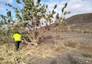 Fuera con el árbol de la seda en Fuerteventura