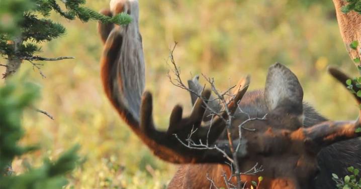 Bull moose apparently stomps woman in Colorado foothills, causes head and back injuries
