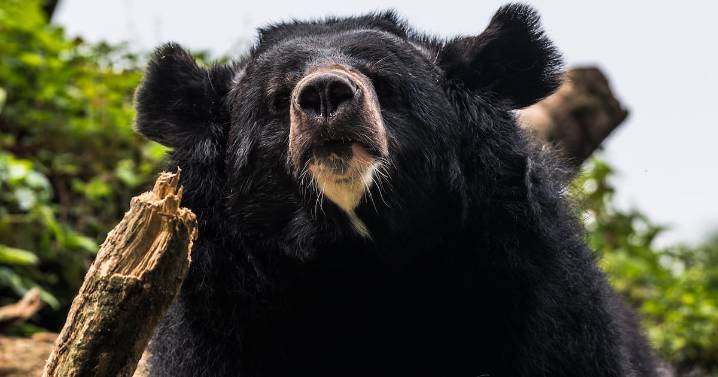 Soldiers Deployed to Fight Surge in Deadly Bear Attacks in Japan