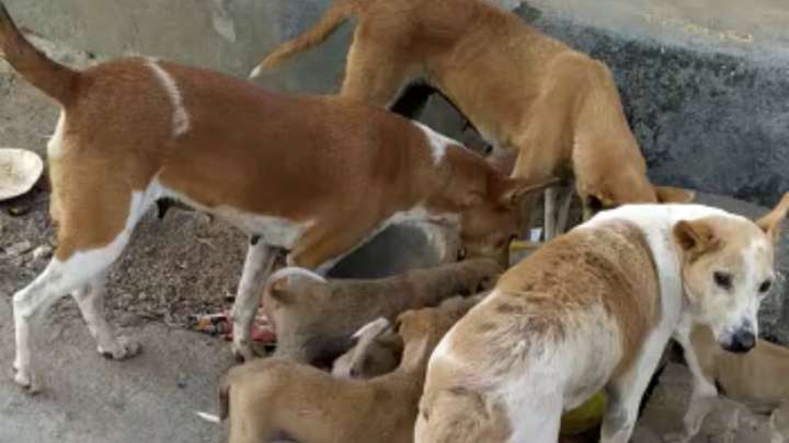 Stray dogs attack 15 people in Ilkal town, many hospitalised