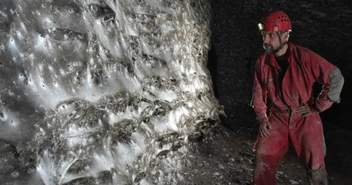 Boffins 'discover world's biggest' spider web that's home to over 110K creepy crawlies