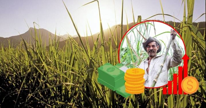 ¿Por qué México ha implementado un arancel del 156% al azúcar? Las razones detrás de la nueva medida comercial del gobierno