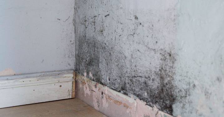 South London family lived in 2-bed flat with damp and mould problems for over 7 months