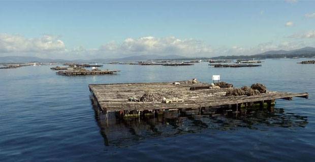 Mar reabre varios bancos marisqueros en Boiro, A Pobra, parte de Ribeira y Baiona tras mejorar los niveles de biotoxina
