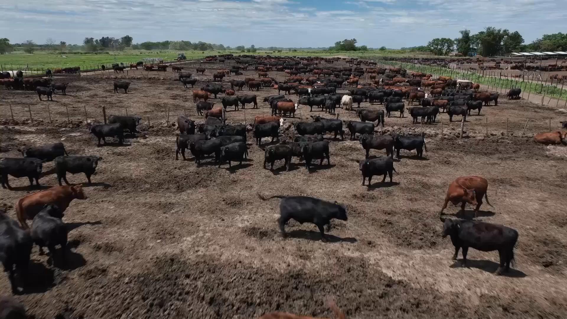 Argentine beef producers optimistic at potential tariff cuts to US meat exports