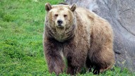Oso Grizzly Ataca a Alumnos y Maestros Que Realizaban Senderismo, en Canadá; Hay 11 Heridos