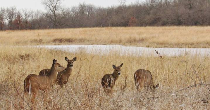 Deer donation program launching in Sangamon County