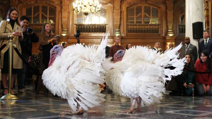 Trump pardons Thanksgiving turkeys Waddle and Gobble and jabs political rivals