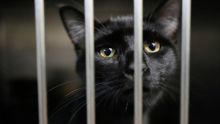 Families on SNAP worry about not just feeding themselves but also their pets