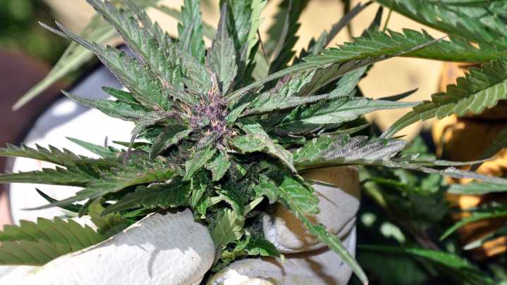 The Metro: Why this Michigan conservative voted for a marijuana tax