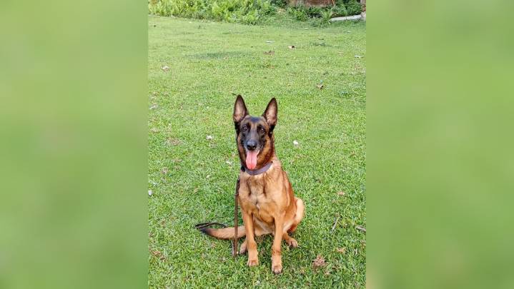 Kaziranga mourns the loss of K9 Jubi, the brave sniffer dog who fought wildlife crime