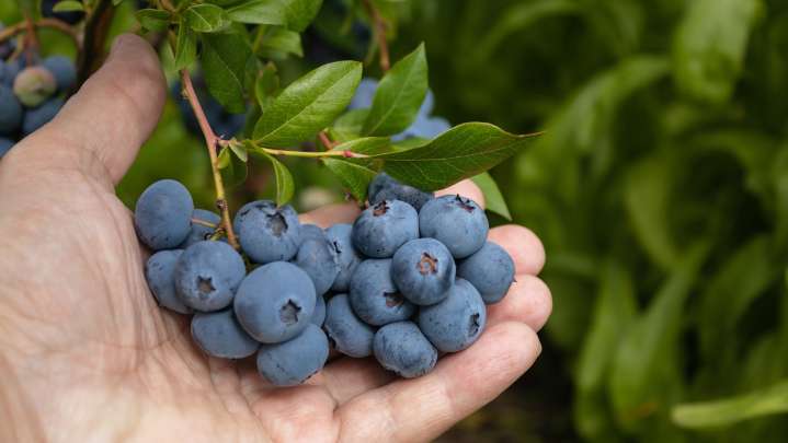 The 18 Companion Plants That Will Make Your Blueberry Bush Thrive In The Garden