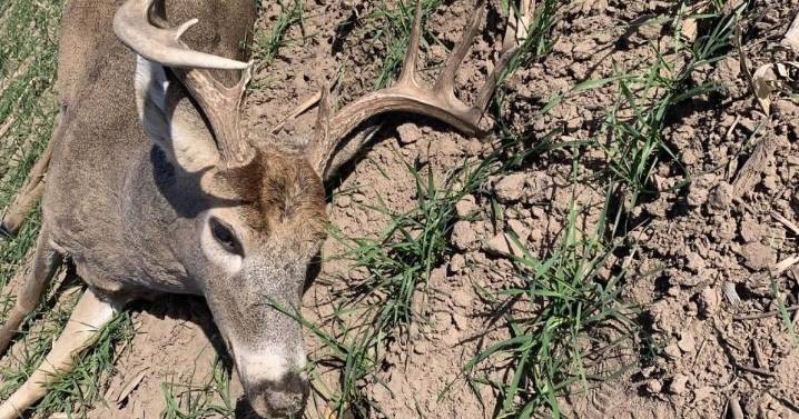 Kansas game wardens searching for suspect after deer found illegally shot
