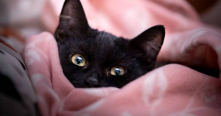 Pets at Home says your cat may be trying to tell you something