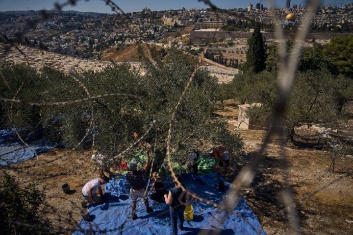 On Mount of Olives, harvest spiritual