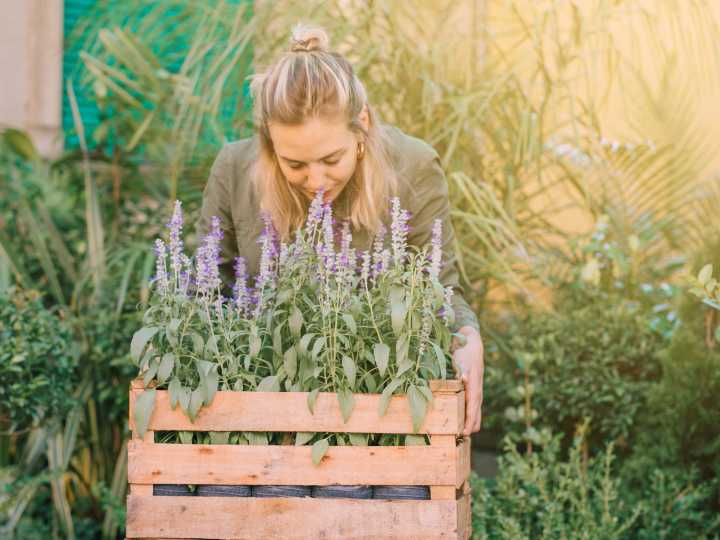 Pocos lo saben: las tres plantas que crecen rápido y dan rico aroma a la casa