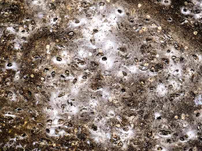 Arachnid super-web reveals the surprising 'constant party' life of cohabiting spiders