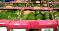 ¿Cómo “zarpa” la palta de Perú hacia el 2034?: el plan para escalar en el podio mundial de la agroexportación