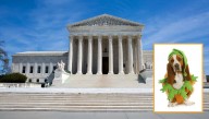 Supreme Court Rules Putting Halloween Costumes On Pets Constitutes Cruel And Unusual Punishment