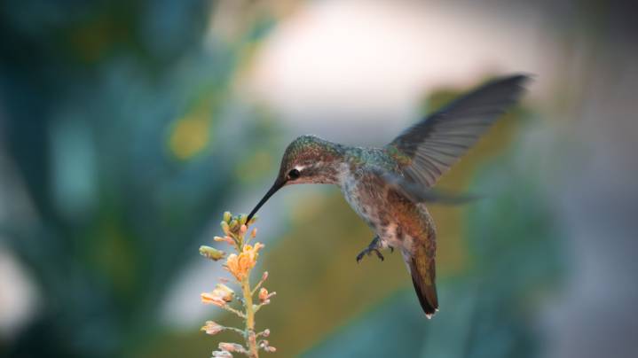 Plant This Colorful Perennial In November To Attract More Hummingbirds In Spring