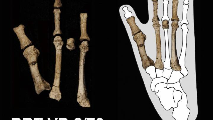 Un pie fósil reescribe la historia: descubren que dos especies humanas convivieron hace 3,4 millones de años