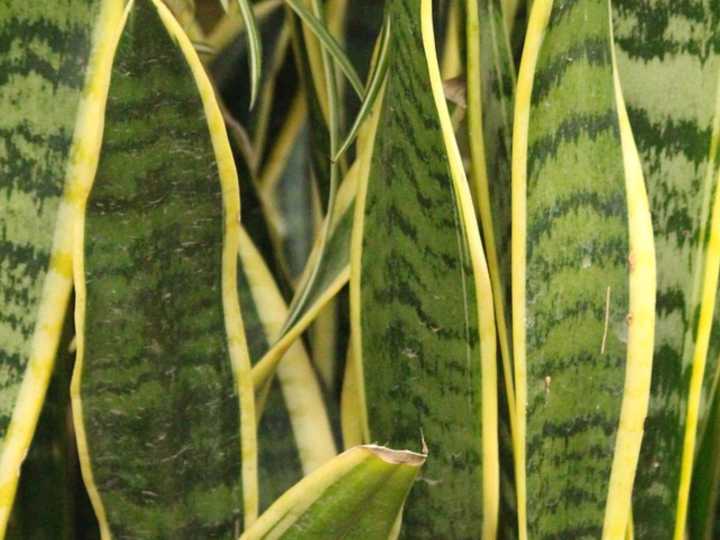 Pocos lo saben: el abono casero que necesita la lengua de suegra para florecer en pocas semanas