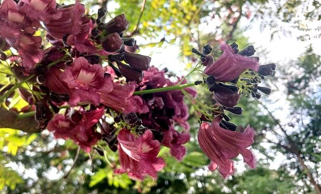 Dagma desarrolla proceso que aumentará el número de la especie gualanday vino