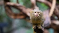 Finger Monkeys: The Smallest Monkeys In The World Are Tiny, Chatty And Adorable