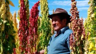 Exportaciones de quinua ayacuchana crecen 11.9 % y se consolida como primer productor nacional