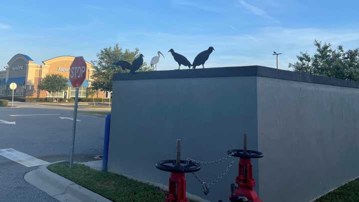 Buzzards bear uncertain risk from climate change and urbanization