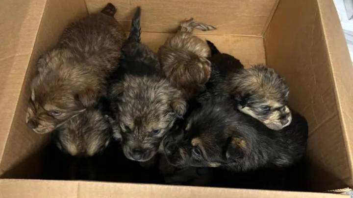 Seven Puppies Left In A Storm In Michigan Get A Second Chance At Life