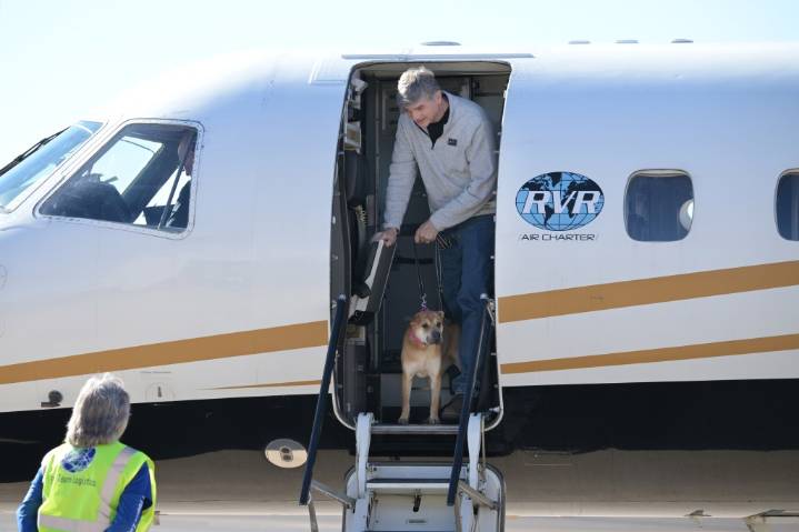 DIA Pet travel: Airlines and airports adapt to pets on flights