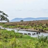 Tanzania Maasai fear VW 'greenwashing' carbon credit scheme