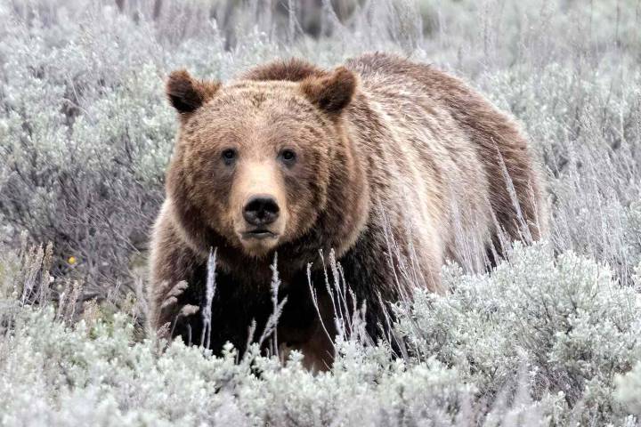 Trump Administration Moves to Roll Back Endangered Species and Habitat Protections