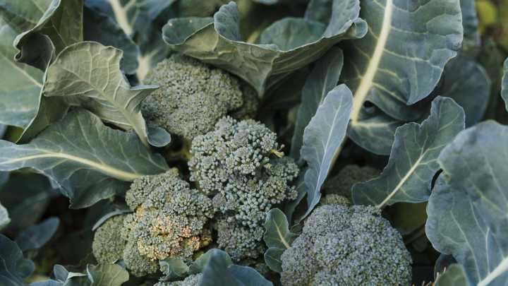 Lorca lidera la producción regional del brócoli y la alcachofa, dos de las verduras estrella de la huerta murciana