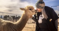Local alpaca farms joining in on Small Business Saturday fun