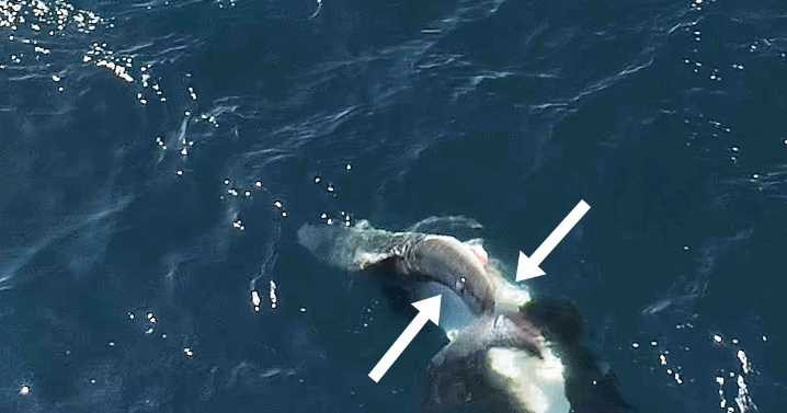 Videos show killer whales flipping great white sharks and eating their livers