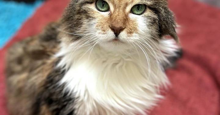 HCH Pet of the Week: Girlie