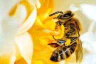 Una universidad colombiana construye “hoteles” para abejas y otros polinizadores